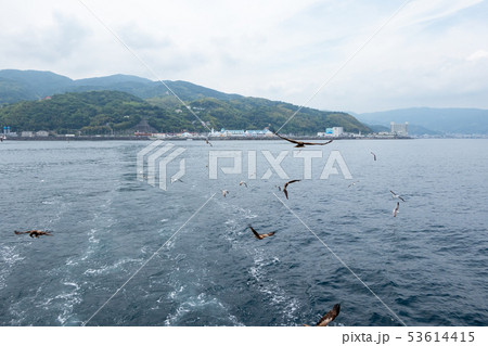 遊覧船の航跡に集まる海鳥 伊豆半島 伊東 遊覧船の航跡に集まる海鳥 伊豆半島 伊東 53614415