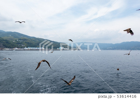 遊覧船の航跡に集まる海鳥 伊豆半島 伊東 遊覧船の航跡に集まる海鳥 伊豆半島 伊東 53614416