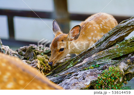 奈良公園の鹿 奈良公園の鹿 53614459
