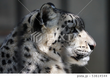ユキヒョウの横顔の写真素材
