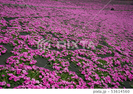 ペチュニア・ピンク色・満開・五月・夏日・快晴 ペチュニア・ピンク色・満開・五月・夏日・快晴 53614560