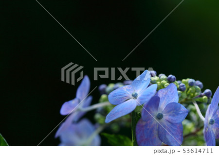 アジサイ 53614711