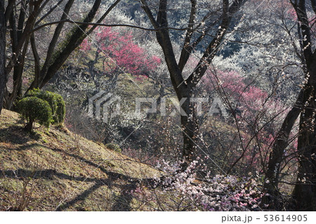 筑波山の梅まつり 筑波山の梅まつり 53614905