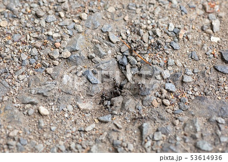アスファルトにある蟻の巣を行きかう蟻たち 53614936