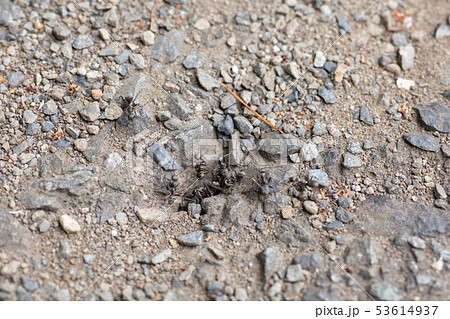 アスファルトにある蟻の巣を行きかう蟻たち 53614937
