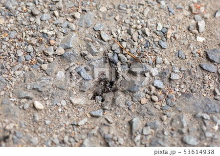 アスファルトにある蟻の巣を行きかう蟻たち 53614938