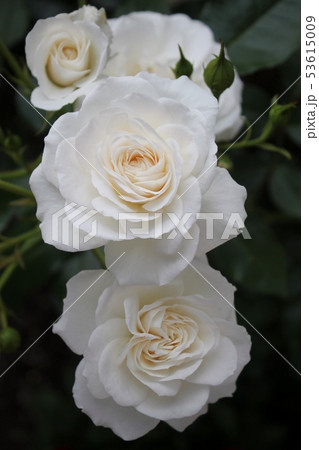 薔薇 53615009