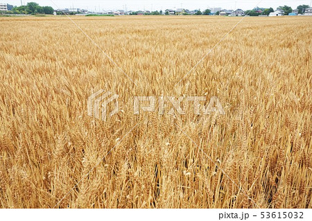 麦畑 53615032