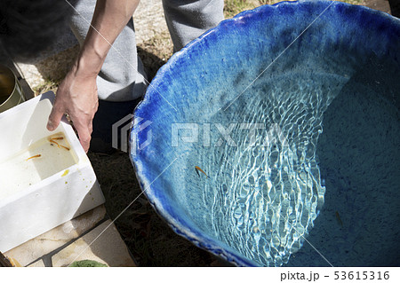 水連鉢 水連鉢 53615316