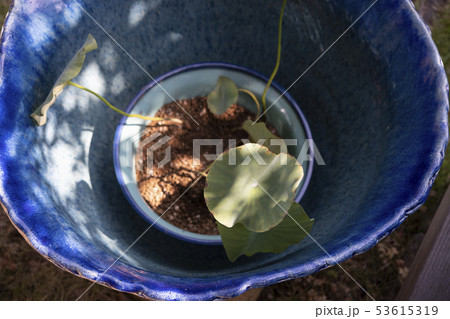 水連鉢 水連鉢 53615319