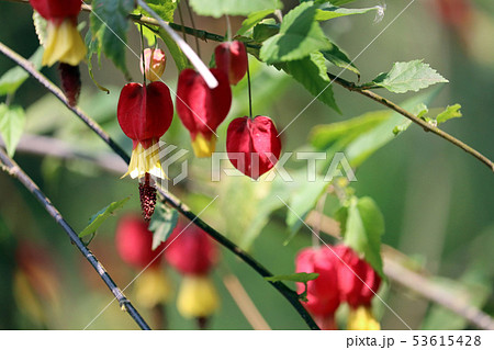 ウキツリボクの花 ウキツリボクの花 53615428
