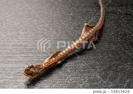 サンショウウオの燻製 53615626