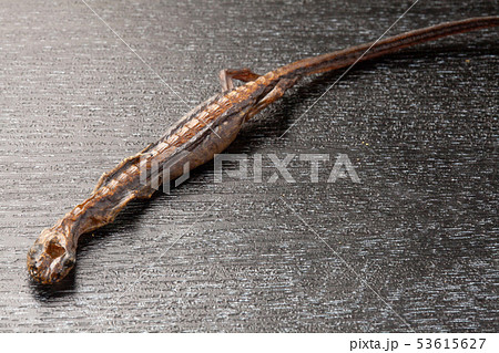 サンショウウオの燻製 53615627