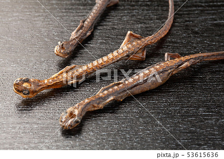 サンショウウオの燻製 サンショウウオの燻製 53615636