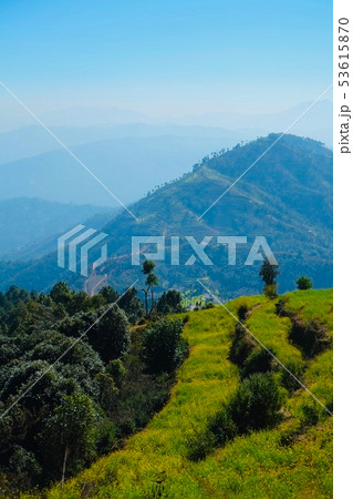 カトマンズ盆地ナガルコットハイキング 菜の花段々畑 カトマンズ盆地ナガルコットハイキング 菜の花段々畑 53615870