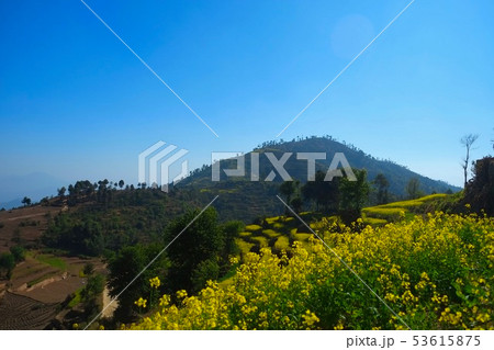 カトマンズ盆地ナガルコットハイキング 菜の花段々畑 カトマンズ盆地ナガルコットハイキング 菜の花段々畑 53615875
