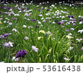 花菖蒲 53616438