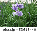 花菖蒲 53616440