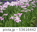 花菖蒲 53616442