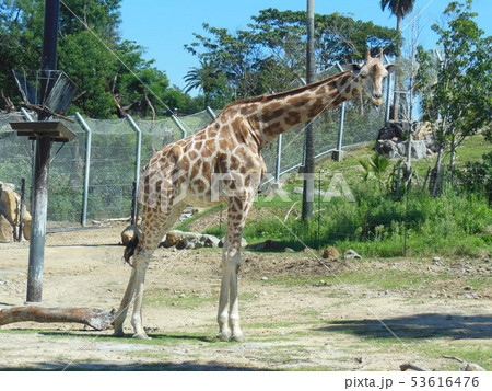 動物園のキリン 53616476