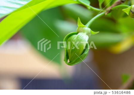 Ylang Ylang Flowers or Cananga odorata flower Ylang Ylang Flowers or Cananga odorata flower 53616486