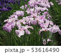 花菖蒲 53616490