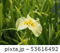 花菖蒲 53616492