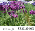 花菖蒲 53616493