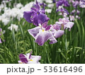 花菖蒲 53616496