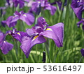 花菖蒲 53616497