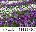 花菖蒲 53616498