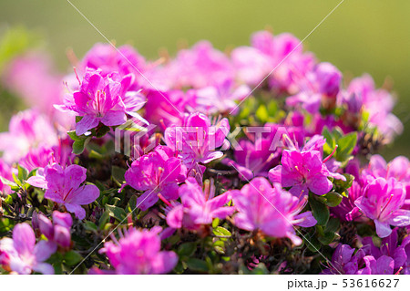 満開のミヤマキリシマ 53616627