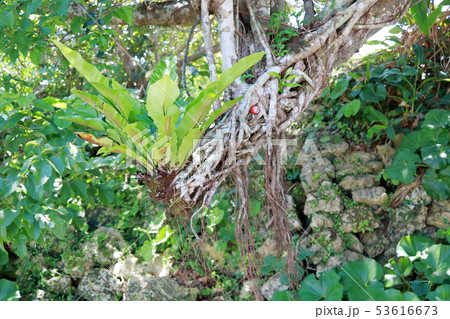 ガジュマル　龍　ドラゴン 53616673