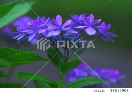 七段花 七段花 53616908