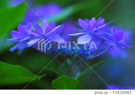 七段花 七段花 53616982