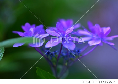 七段花 七段花 53617077