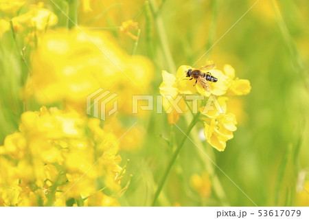菜の花と蜜蜂 53617079