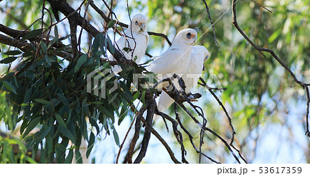 Long-billed Corella, Cacatua tenuirostris, resting Long-billed Corella, Cacatua tenuirostris, resting 53617359