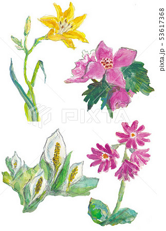 尾瀬の山野草 尾瀬の山野草 53617368