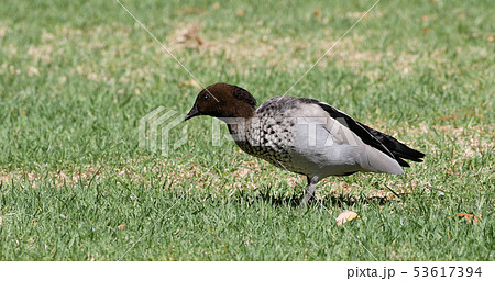 Male Australian Wood Duck, Chenonetta jubata 53617394