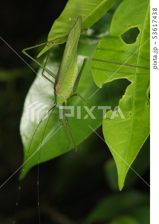 生き物　昆虫　ヤエヤマオオツユムシ、翅先まで入れると五センチほども。触角は白黒の破線状態 53617438