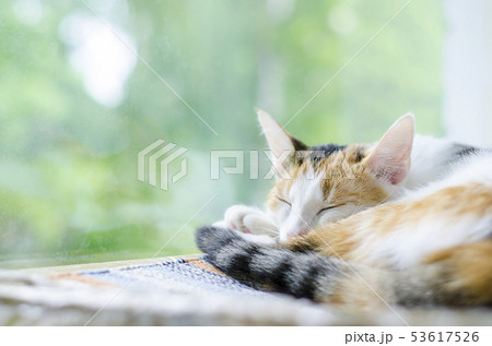 Tricolor cat sleeping near the window. Lazy. 53617526