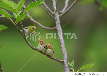 野鳥 鳥 巣立ち 53617605