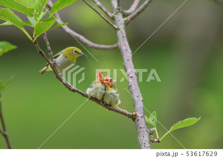 母性愛 母の日 マザーズデー 53617629