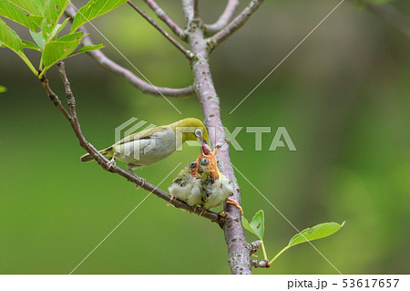 母性愛 母の日 マザーズデー 53617657