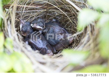 Baby birds of Yellow vented bulbul in a nest Baby birds of Yellow vented bulbul in a nest 53617773