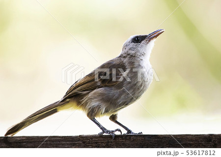 Wild bird Yellow vented bulbul on blurred nature Wild bird Yellow vented bulbul on blurred nature 53617812