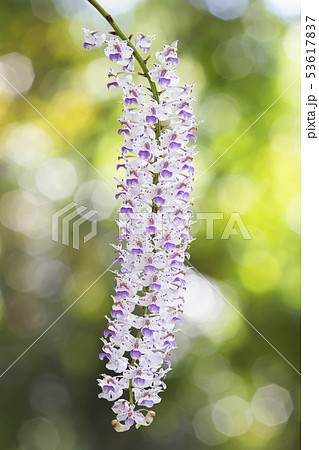 Exotic blooming foxtail orchid on blurred nature 53617837