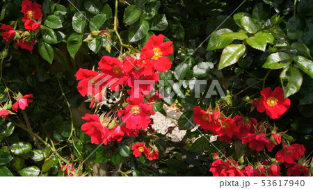 16：9　赤いツルバラ（一重）：ドルトムント 53617940