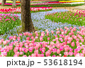 ひたちなか海浜公園のチューリップ 53618194